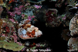 Find me...

A perfect camouflaged for a scorpionfish ag... by Teguh Tirtaputra 